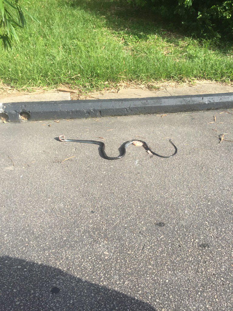 Walimu5's tweet photo. Always nice to see the local wildlife whilst out walking - the African Black Mambo. #mayitrestinpeace https://t.co/zT41zK3ssF