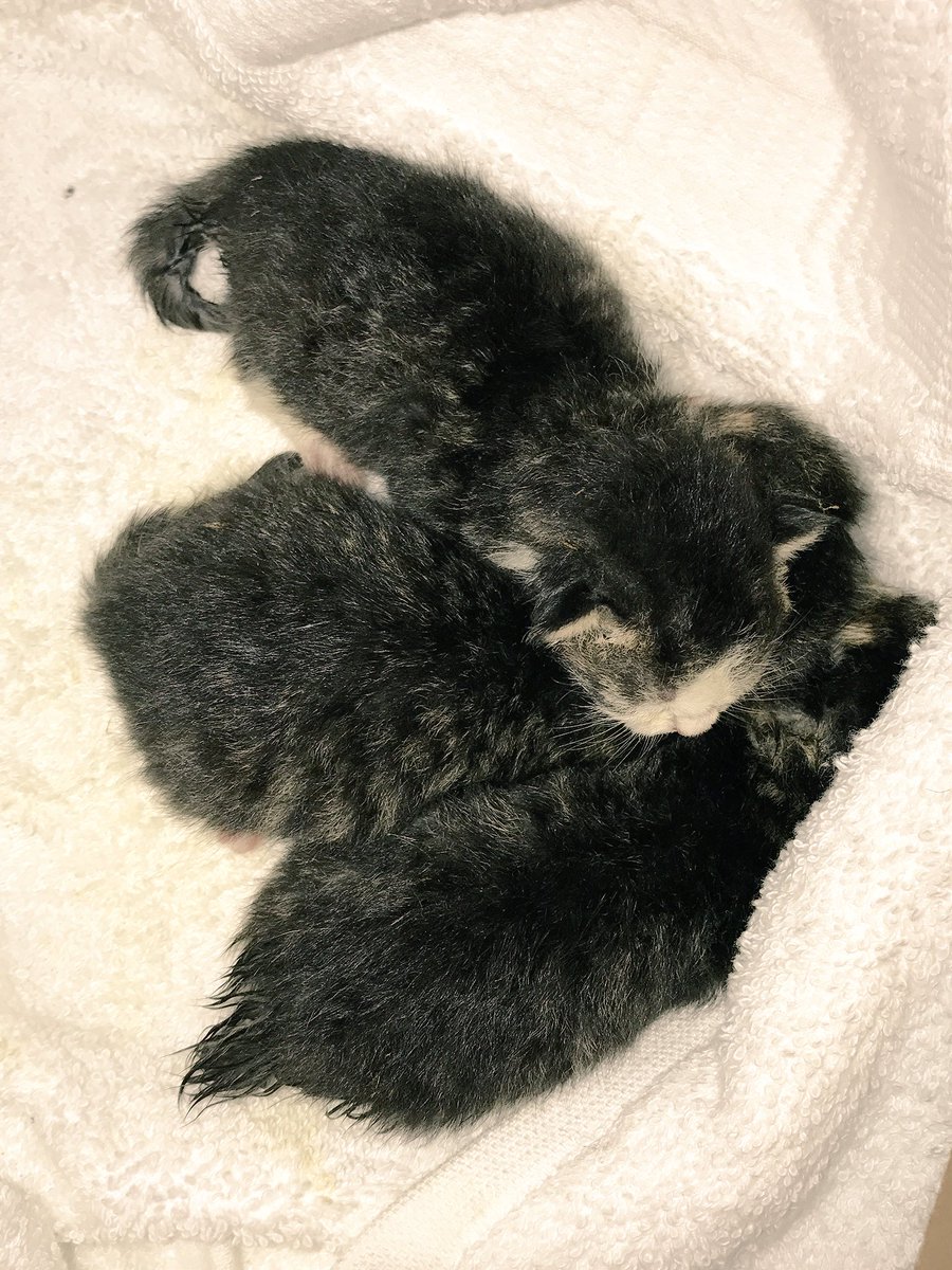 styczynski_r's tweet photo. 3rd breakfast and potty time, then a rest before 4th breakfast #catnap #straykittens #bottlefedkittens #AdoptDontShop #spayandneuter #PetAg https://t.co/frEh2X8Ej9