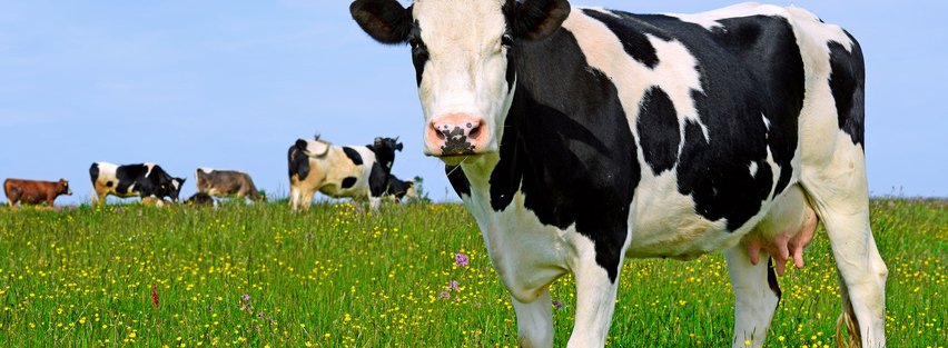 CroweFoederer's tweet photo. We organiseren op 8 juni een seminar “Melkveehouderij; voorbereid de nieuwe toekomst tegemoet”. Meld u nu aan: https://t.co/nWlxlxpN2S https://t.co/PJ9sEZMX5c