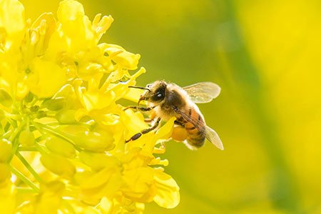 EmoryAlumni's tweet image. Experts outline top 10 policies needed now to protect pollinators.  Read more: goo.gl/OPCKYr