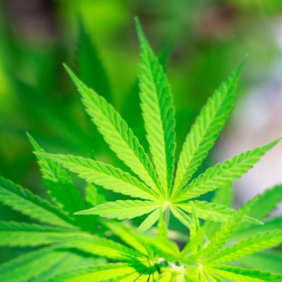 NCWomenCannabis's tweet image. Marijuana News Roundup: Another Push to End Federal Controls on ‘Marihuana’ - buff.ly/2r94r1B @247WallSt