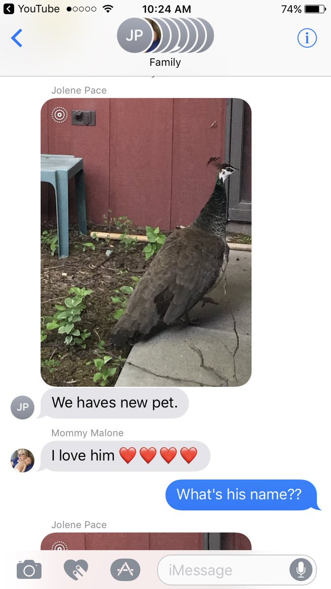MaloneMaddy's tweet photo. A peacock randomly took residence in my grandparents' backyard. We named him Eugene. https://t.co/QaqOyJmQys