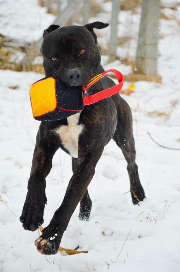 fordogtrainers's tweet photo. Having fun with Dog Bite Training Block #dogtoys #bitetraining #FDT
https://t.co/ZhfImipXms https://t.co/K7FIARlXJi