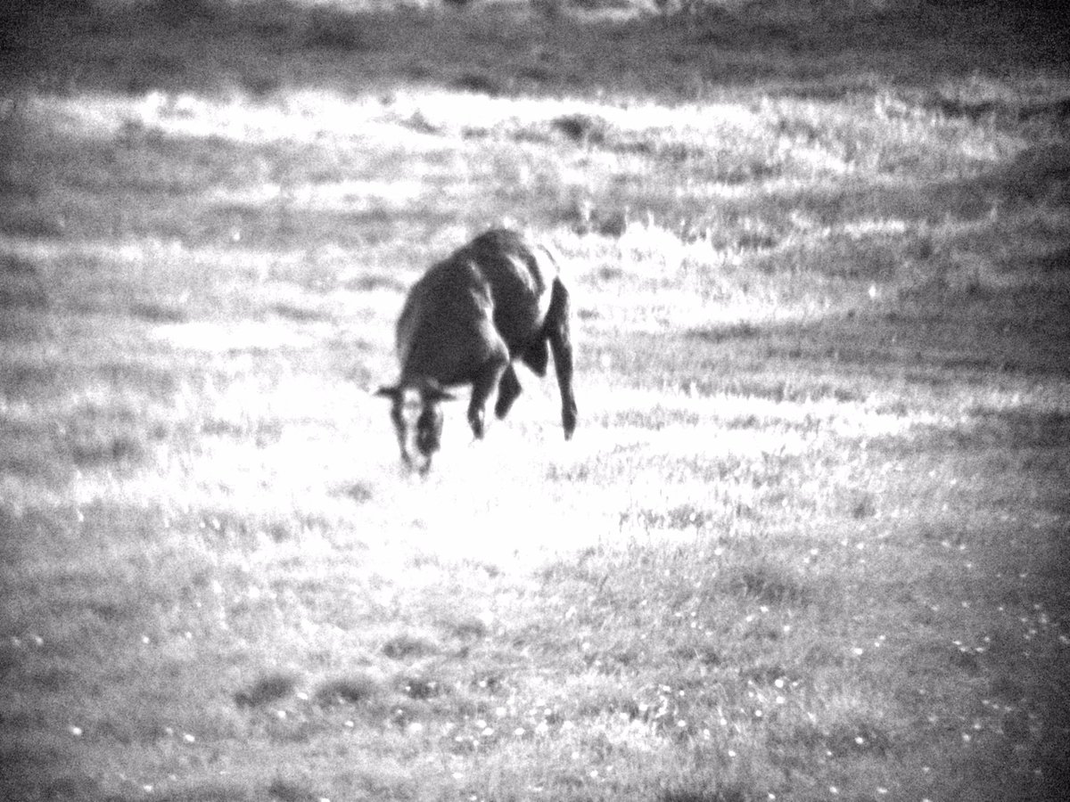 ACT_ANTI_PYLONS's tweet photo. LONG RANGE, HIGH SENSITIVITY. ALSO GOOD FOR #WILDLIFE AS IT HAPPENS! #BARROWCROSS #WILD #GOATS https://t.co/r2m70GW6bB