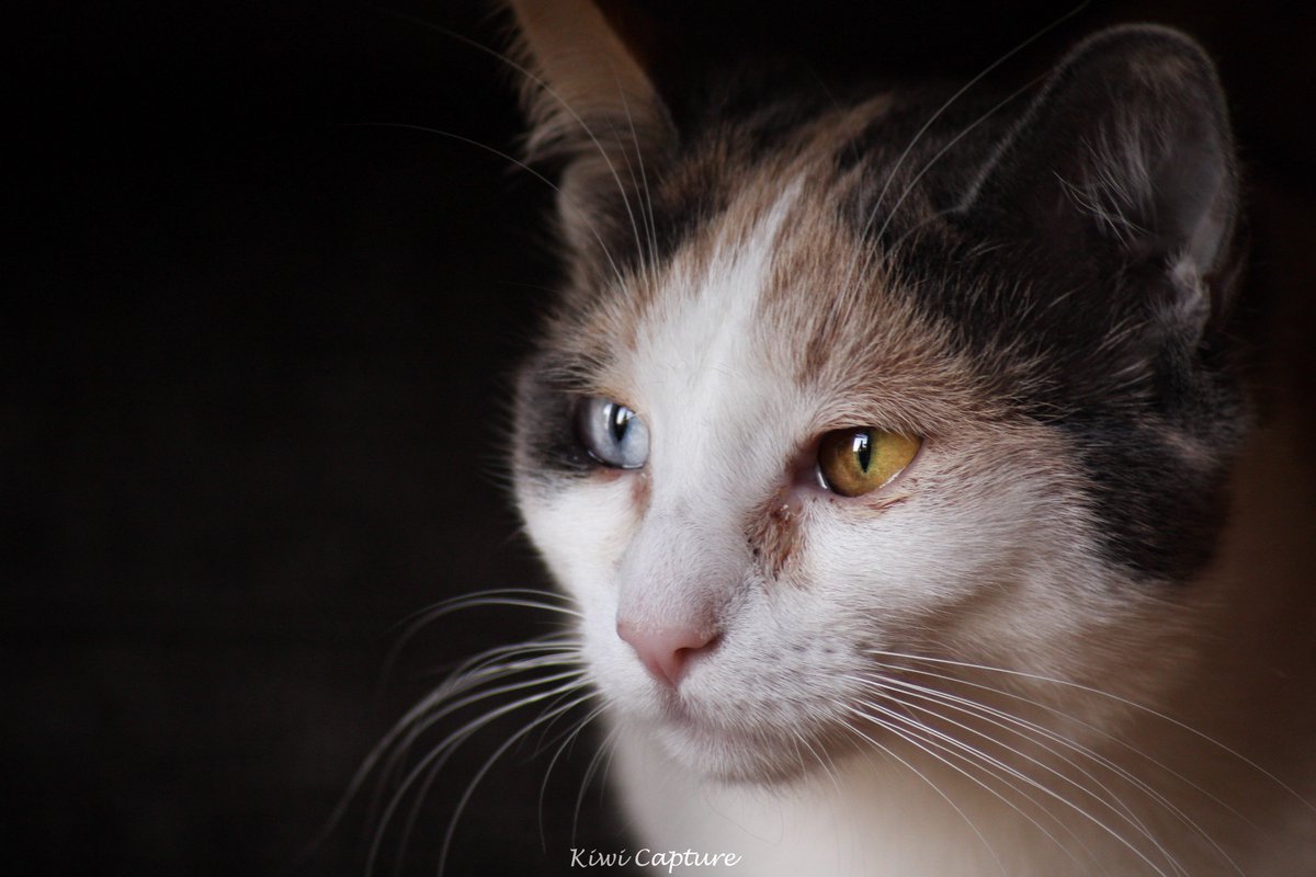 Kiwi Capture tweet media