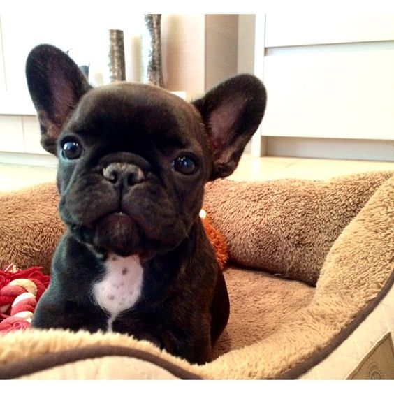 BabiiApps's tweet photo. #Monday? This cutie will make everything much better!
#cutedogs #kidsapps #toddlersapps #frenchbulldog https://t.co/yIFV1dltUC
