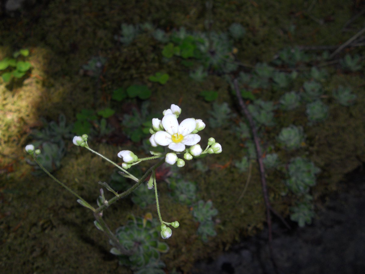 SamuelMarent's tweet photo. Many #flowers today:
#Saxifraga paniculata and #Neottia nidus-avis https://t.co/In4jeLRhpJ