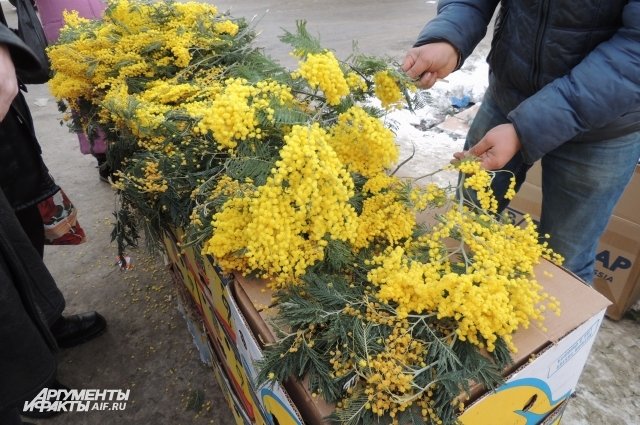 Мимозы в розницу. Мимоза Мирандоль. Огромный букет мимозы. Мимоза на улице. Мимозы продают.