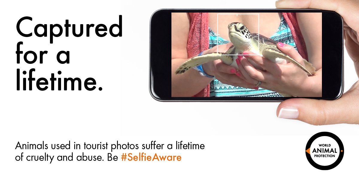 MoveTheWorldUK's tweet photo. .@ThomasCook changed for wild animals. On #WorldTurtleDay @CarnivalCruise must do the same for turtles: https://t.co/H6PEzuVEN3 #SelfieAware https://t.co/24UN7oetHf