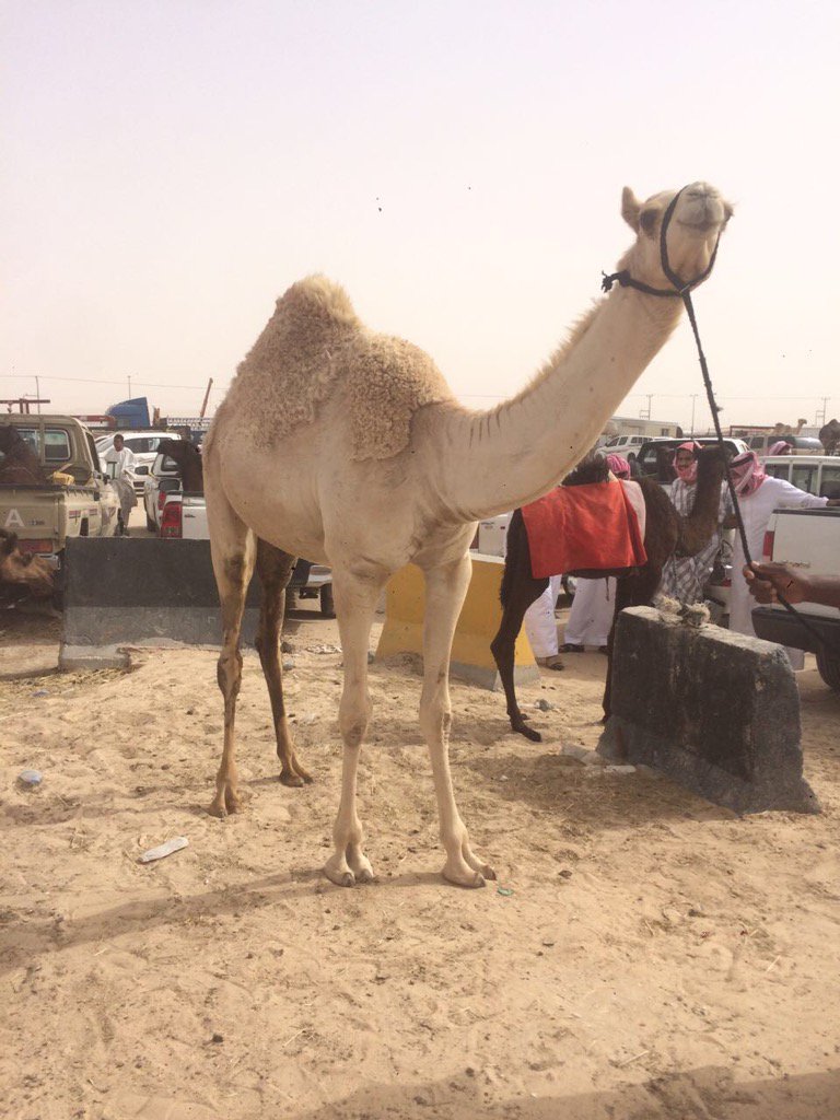 بنت المقصص اخ الباز 
امها سودانيه 
0546775685