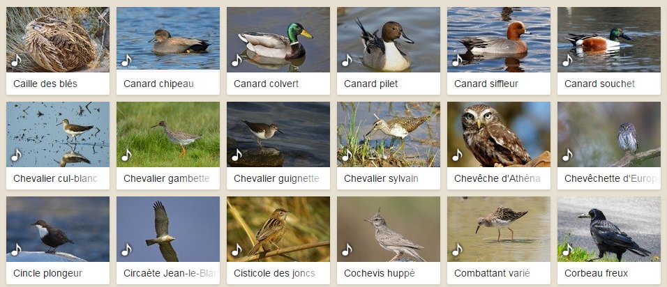 vivelesSVT's tweet photo. Blind-test chants d'oiseaux 🐤🐦🐥https://t.co/839CSHV0xf https://t.co/theAAJhFlZ
