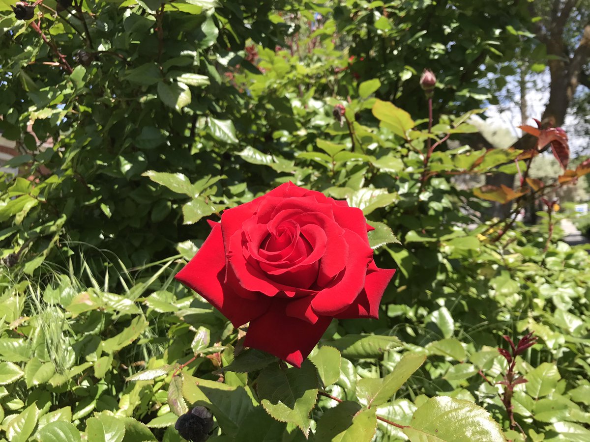 sadphuzz's tweet photo. Spring is the absolute best https://t.co/wdDaIJH8zH