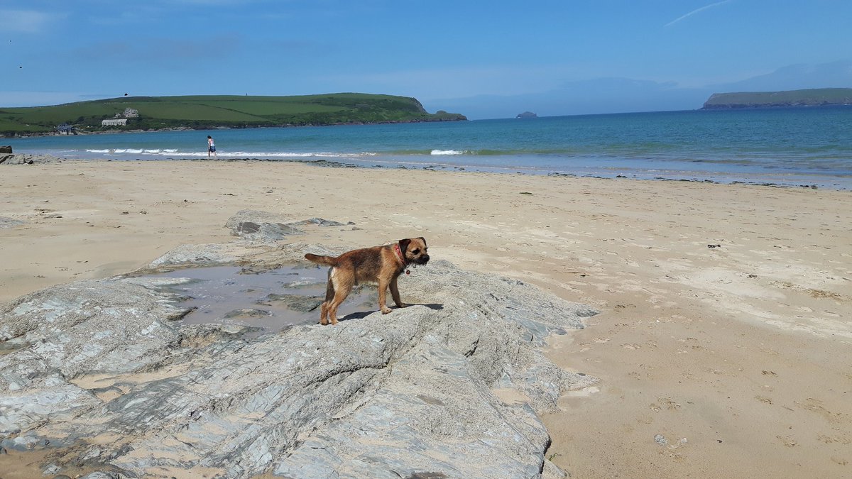 mmmFrankie's tweet photo. Has to be the beach on a sunny day in Cornwall #padstow #beautifulcornwall #beachfun #luckytolivehere #justwalkingmydog 🐶🐾🌞🌊⛱💕 https://t.co/2FZSecRHCS