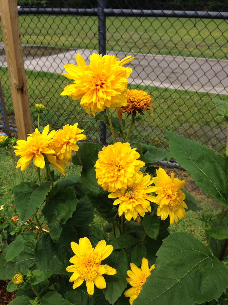 FariasGarden's tweet photo. @FARIASECC Don't leave for summer b4 seeing special sunflowers 🌻 blooming in the Wonder Garden! https://t.co/PxFdJaGibi