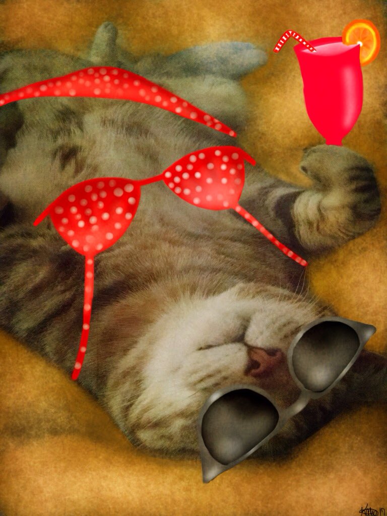 phoenixkat9's tweet image. Beach Kitty #photoediting #funedits #kitty #fatcats #sketchclub #CatsOfTwitter #lounge #lazycat #Cat