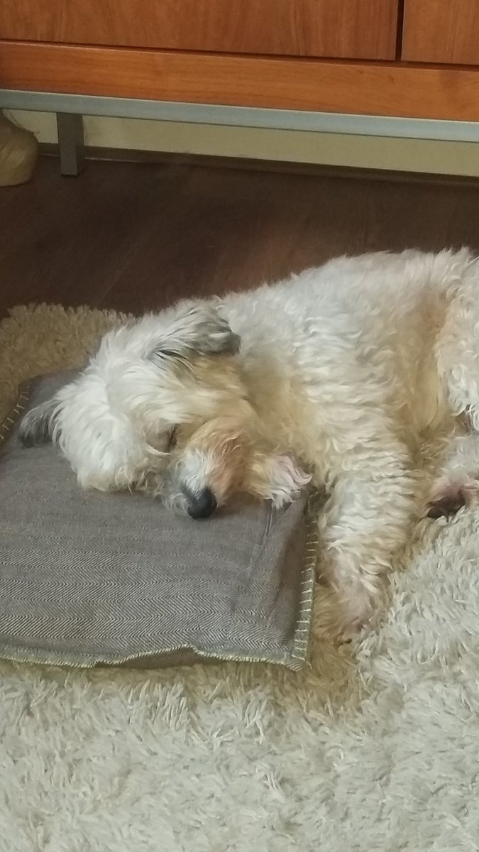 jsaundersjay's tweet image. It's a hard life! #ozzy