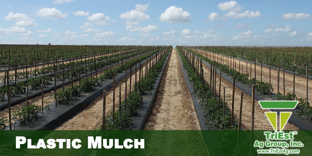 TriEst_Ag's tweet photo. Get ready for your next growing season. Contact @TriEst_Ag for your plastic mulch today! #Plant17 #GrowingAmerica https://t.co/DuXxT6kS4F