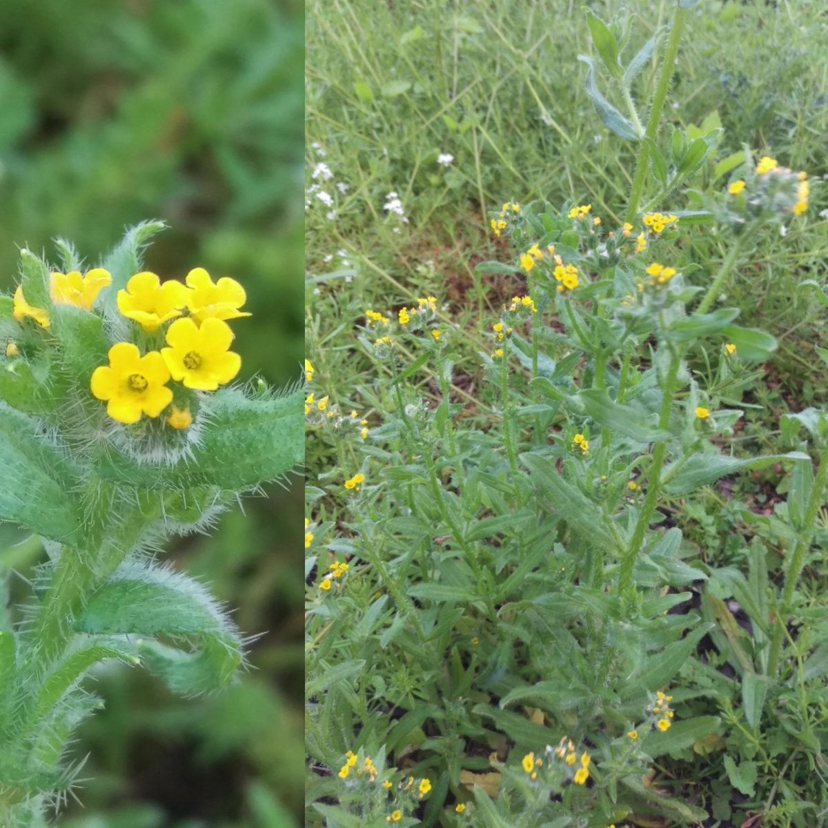 travel_wildlife's tweet photo. Another "never seen that before" for #WorldBiodiversityDay

Common #Fiddleneck or #Tarweed, Amsinckia micrantha on a Sheffield verge https://t.co/QKJaTnI88o