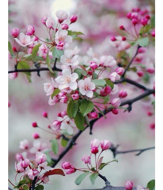 KaleViola's tweet image. #🌸inspiration #nature
Love nature so much beautiful colours all around us#inspiration #kunya@v.p.k.kunya #follow4follow #followforfollow 💕💕💕