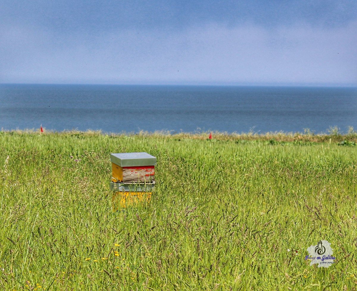 Colmena con vista al mar
#mar #colmena #galicia 
#portodoson #galiciamaxica #secretosdegalicia