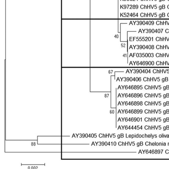 wytamma's tweet photo. The Australian #turtle #herpesvirus (ChHV5) tree. New paper from @JCUTurtleHealth https://t.co/l8DRo0rffw https://t.co/MZfrFs67Dy