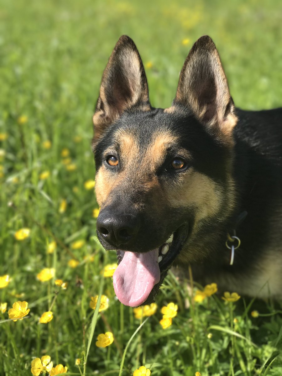 Retired Police Dog Quest tweet media