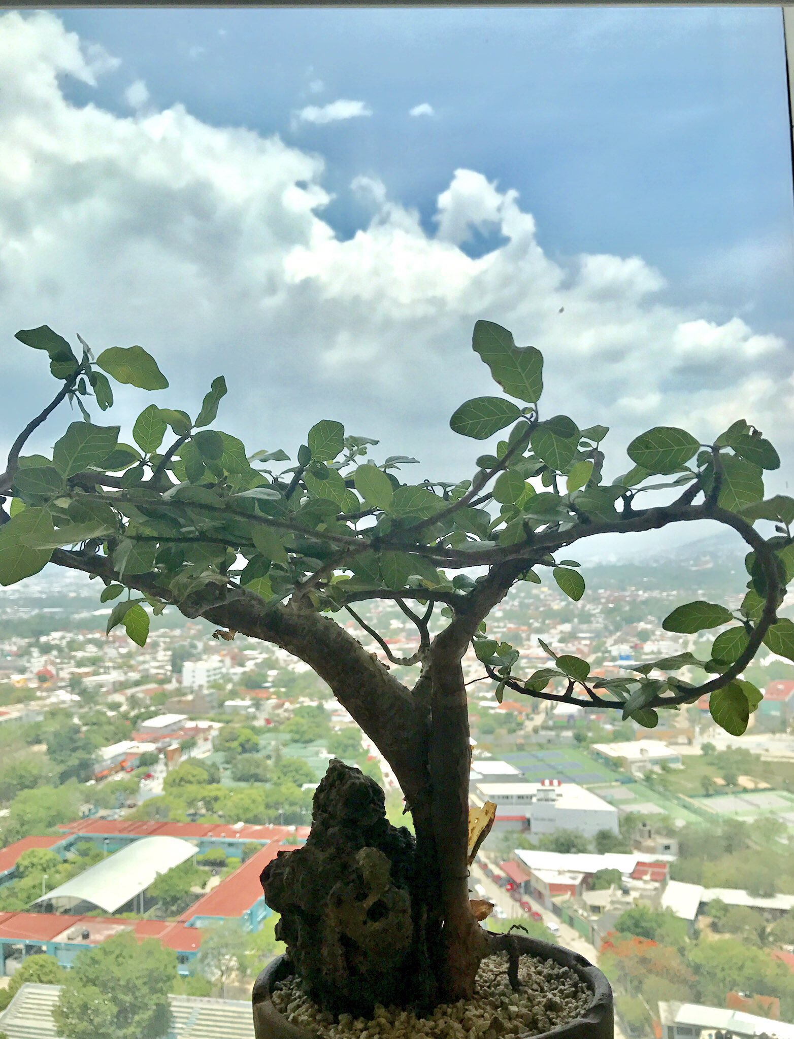 Aldo Leon On Twitter Arbol Papelillo O Palo Mulato Bursera