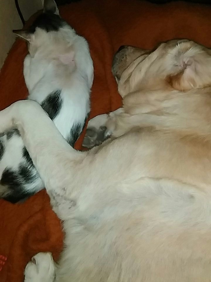hector73chaco1's tweet photo. Mi perro Mateos duermiendo con su amigo el gato Pitufo https://t.co/n1HJ0cIlUF