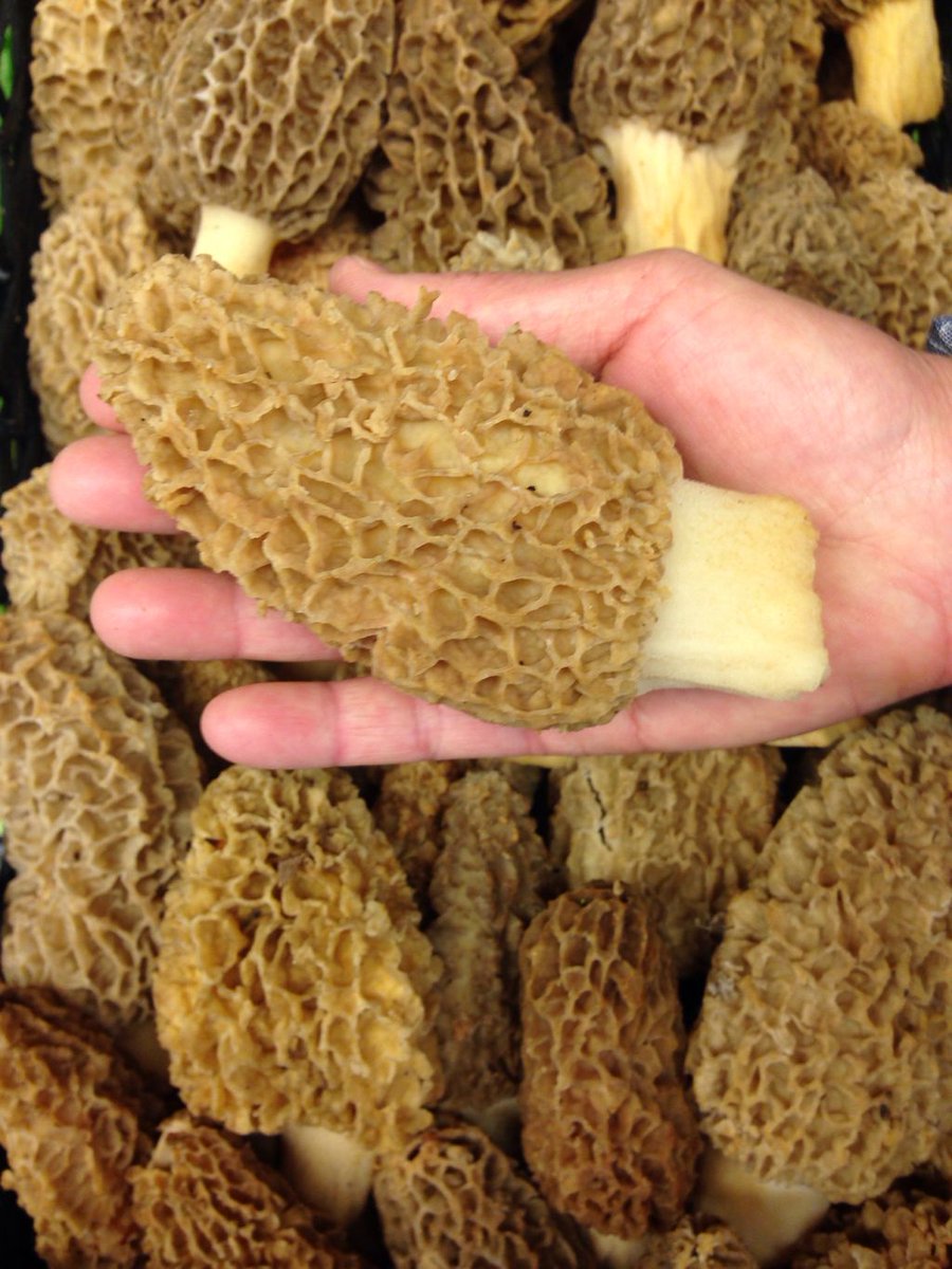 Morels from Wisconsin; just arrived at 9:28 this morning. Hopefully more tomorrow. Hopefully...