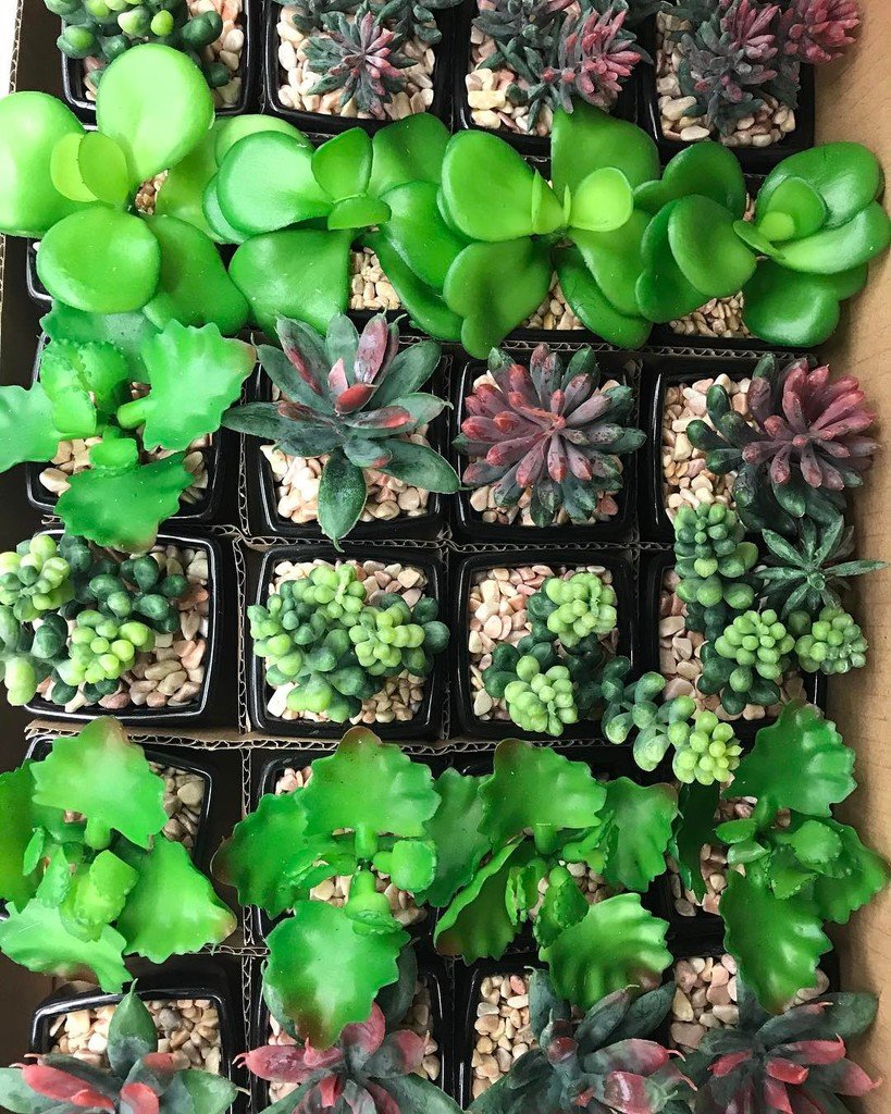 The99stores's tweet photo. Succulents at the 99! So many succulents! #dothe99 #99community #99centstore #99centsonlystore #99finds #greenthum… https://t.co/x1uwKdLkcC https://t.co/4GQc7beayG
