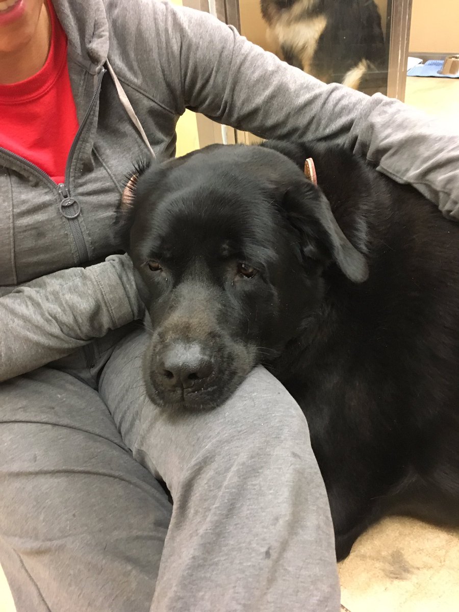 Animatch_'s tweet image. Wally is a 210lb Lab. He is a giant love bug who needs a family committed to his health. Learn more: bit.ly/2rkkHd3