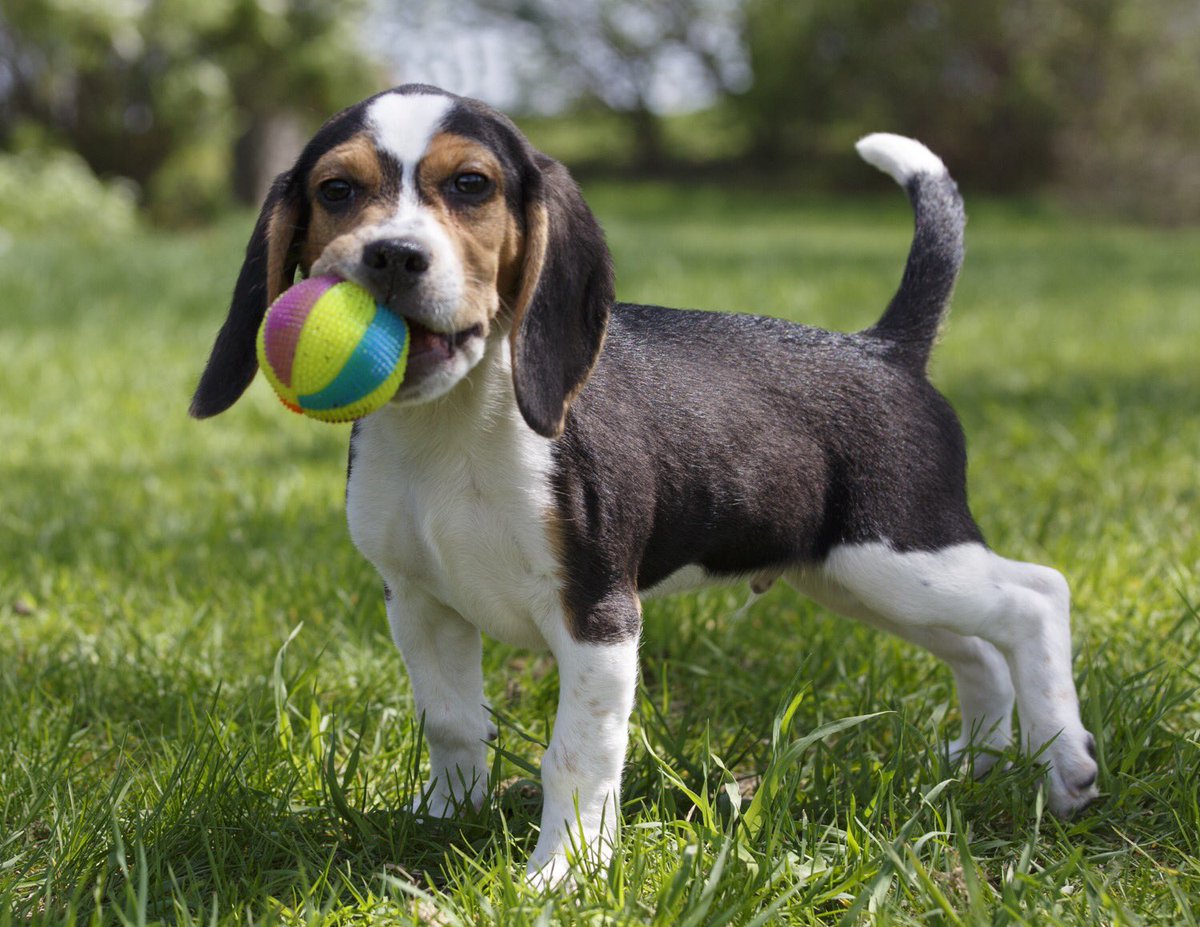 Animatch_'s tweet image. Beagle Puppy: Cornichon 3mth boy, super cute &amp;amp; active. Experienced Beagle people wanted