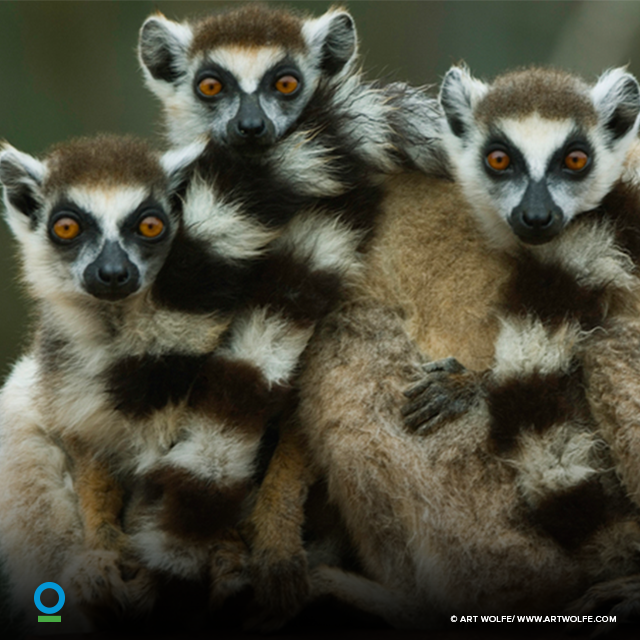 ConservationOrg's tweet photo. This #InternationalBiodiversityDay, commit to helping species all over the world by taking our pledge: https://t.co/KI8eOxGZGi #IBD2017 https://t.co/dfjkGUc8H0