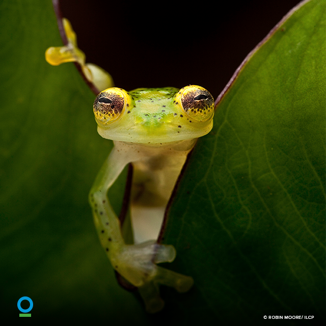 ConservationOrg's tweet photo. This #InternationalBiodiversityDay, commit to helping species all over the world by taking our pledge: https://t.co/KI8eOxGZGi #IBD2017 https://t.co/dfjkGUc8H0