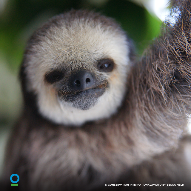 ConservationOrg's tweet photo. This #InternationalBiodiversityDay, commit to helping species all over the world by taking our pledge: https://t.co/KI8eOxGZGi #IBD2017 https://t.co/dfjkGUc8H0