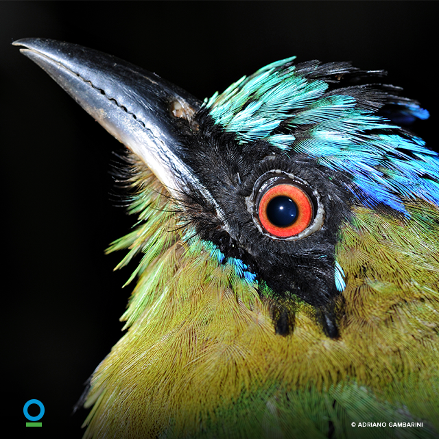 ConservationOrg's tweet photo. This #InternationalBiodiversityDay, commit to helping species all over the world by taking our pledge: https://t.co/KI8eOxGZGi #IBD2017 https://t.co/dfjkGUc8H0