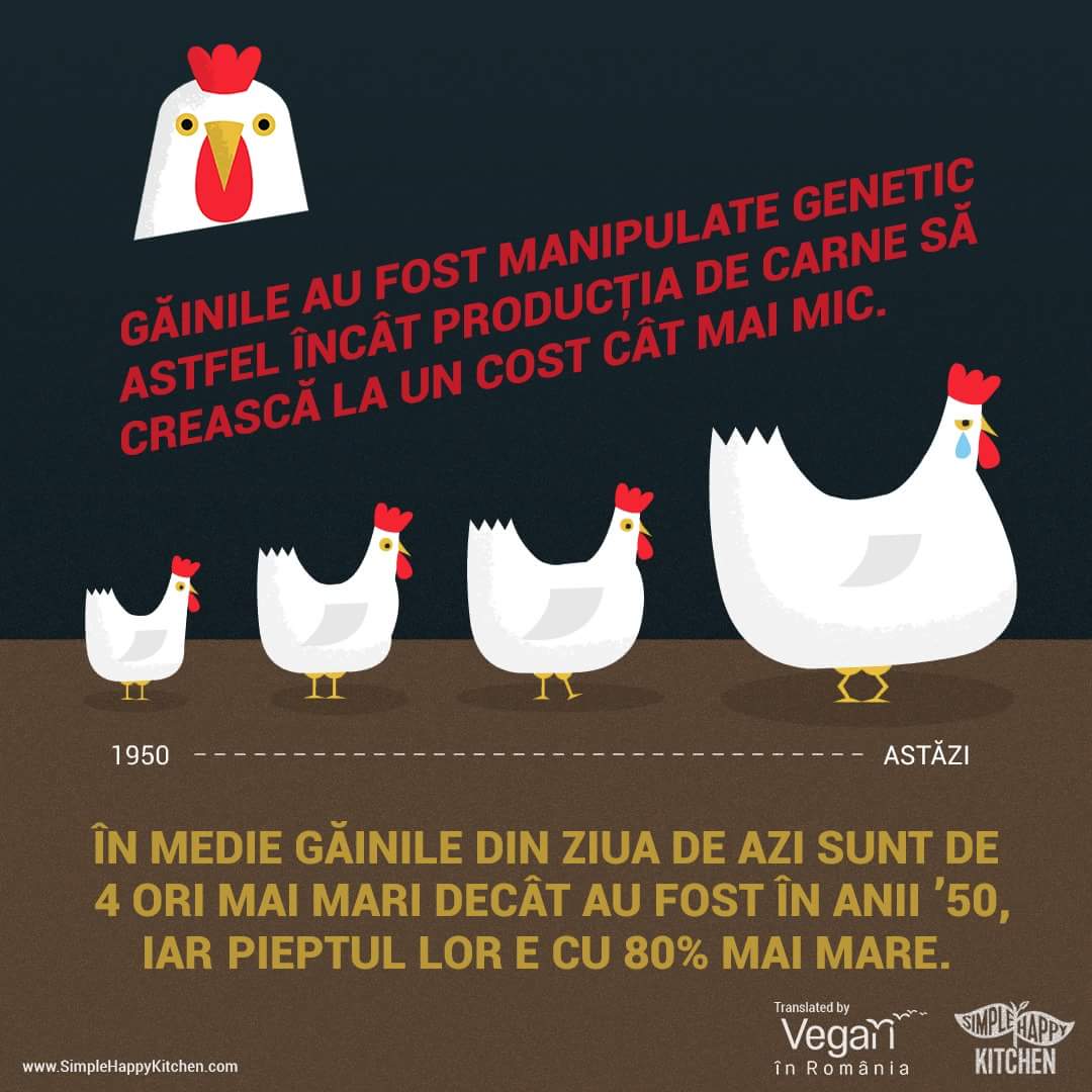 VeganInRomania's tweet photo. Găinile suferă enorm! #DevinoVegan și lasă animalele să trăiască! https://t.co/qlnu5cwmIe