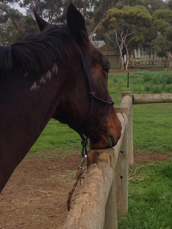Remote_Coach's tweet image. Artoc NZ had his first trot under saddle yesterday. Life after racing is taking it out of him! @HRVHERO @HRVnews #everyoneneedsahero