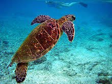 ms_sara_p's tweet photo. Today is world turtle day. Hug a turtle today. Even if they're not soft and huggable. https://t.co/WQXA3xM9J1