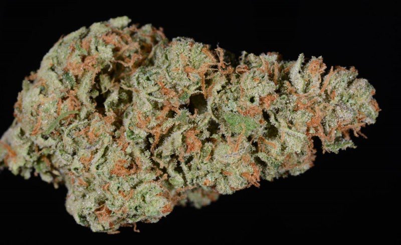 LeafOfTheWeek's tweet photo. #LeafOfTheWeek #SativaOfTheWeek Durban Poison 🌱💆‍♂️ https://t.co/PKa39u0YIA