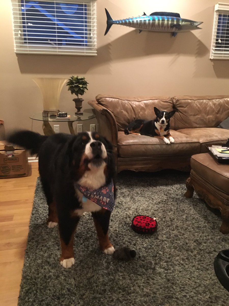 kmmerrick's tweet photo. "Thank you @Petsmart and @Pettreater. CAN YOU HEAR ME?" #petsmart #pettreater #bootyparlor #aston https://t.co/HwOnKiE7bv