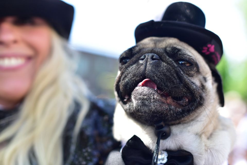 timfsbrown's tweet photo. Finally, @markwgraves has posted his full gallery from the #Portland #PugCrawl https://t.co/N6WIO0zLni https://t.co/wDsPsvOFE7
