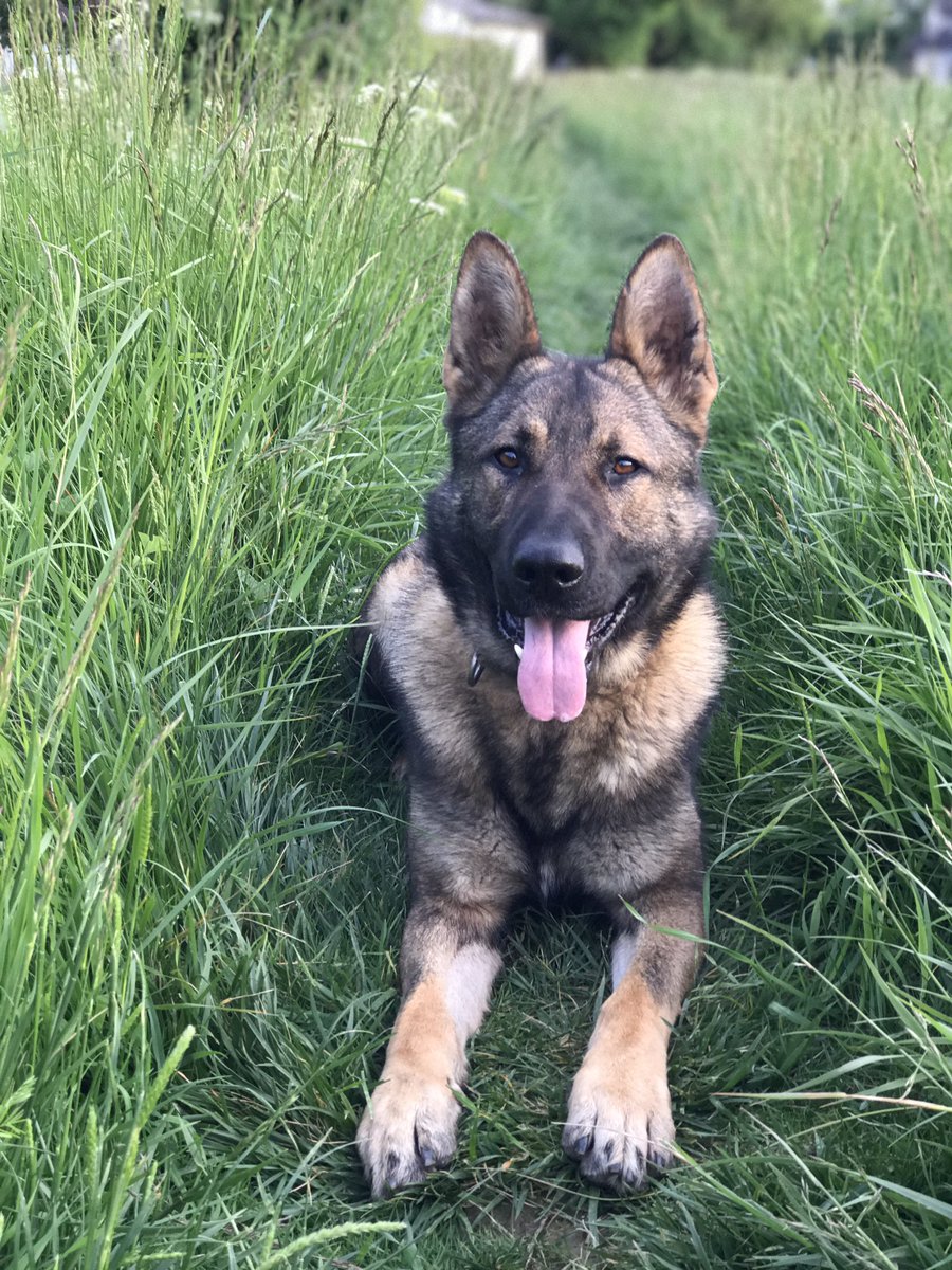 CityPoliceDogs tweet media