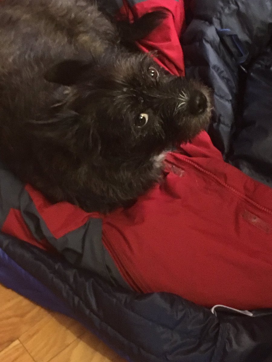 KlarnerMaxwell's tweet photo. My dog didn't want me leaving for work :) he is smart enough to pass as a human https://t.co/0IszcMFgnl