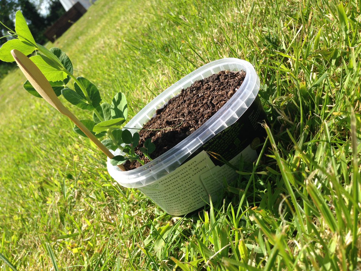 thai_gardens's tweet photo. Another sunny day = another adventure with Liam peason🌞 (growing yet again!)@giyireland @cullyandsully #pea20 https://t.co/esxKTFi6R9