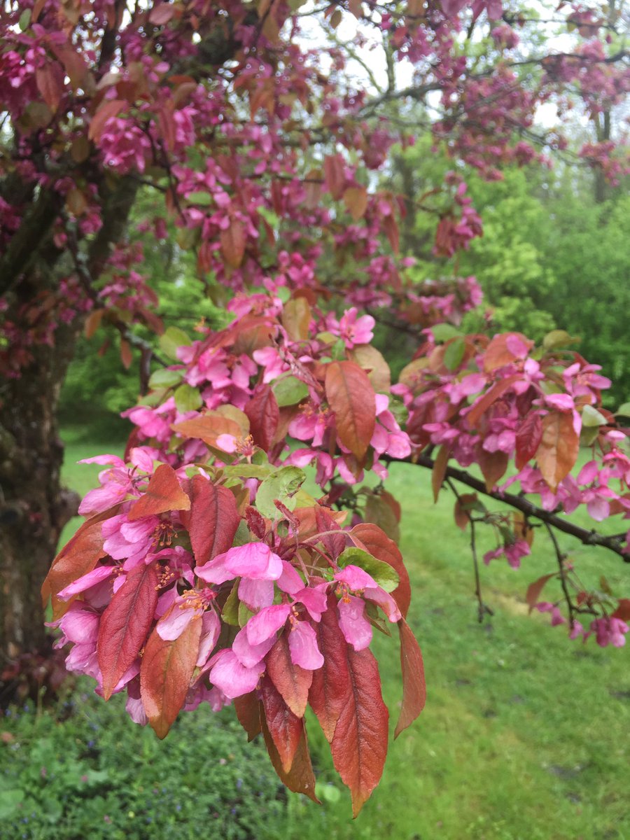 AmberLangerud's tweet image. Spring, spring, spring 🌸☔️. Spring around here means rain, portraits and blossoms ❤️ #alpportaits #spring #mnspring #blossoms #portraits