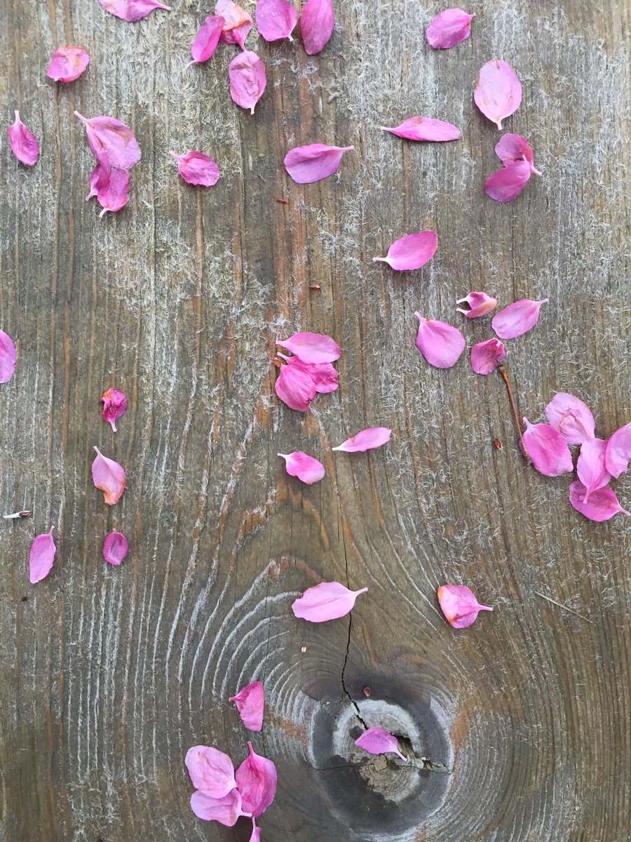 AmberLangerud's tweet image. Spring, spring, spring 🌸☔️. Spring around here means rain, portraits and blossoms ❤️ #alpportaits #spring #mnspring #blossoms #portraits