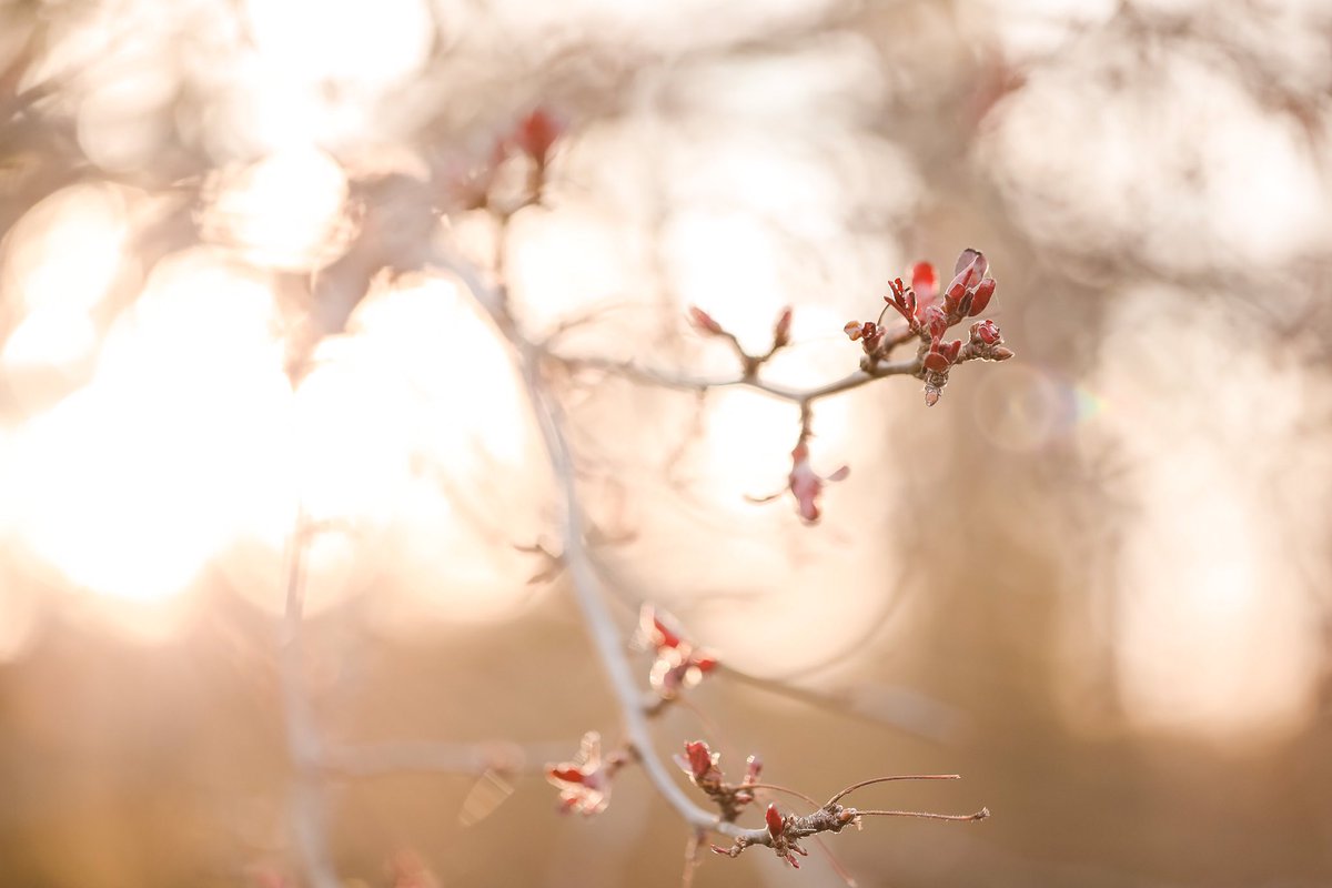 AmberLangerud's tweet image. Spring, spring, spring 🌸☔️. Spring around here means rain, portraits and blossoms ❤️ #alpportaits #spring #mnspring #blossoms #portraits