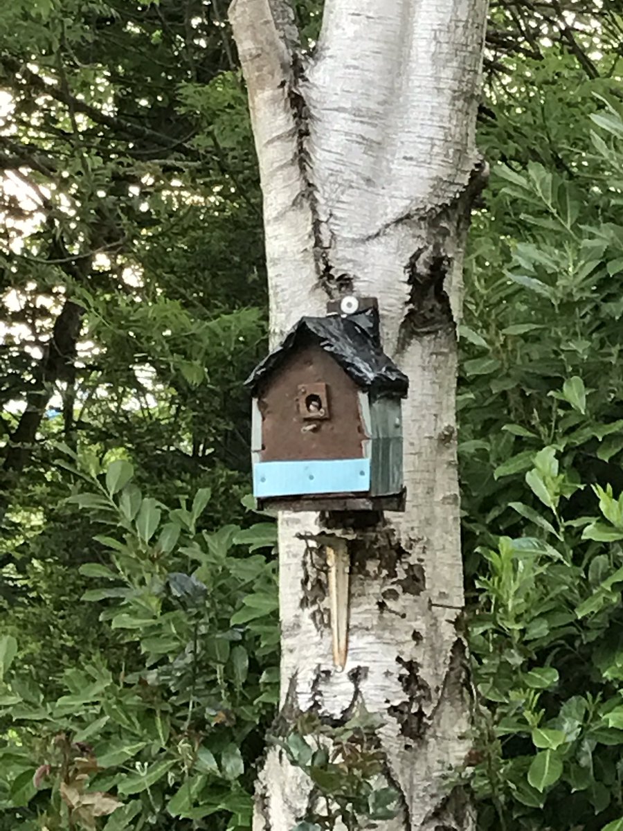 westyorkskat's tweet photo. Baby nuthatch in our nestbox! #helloworld #firstdayoutside https://t.co/qNDRI48eev