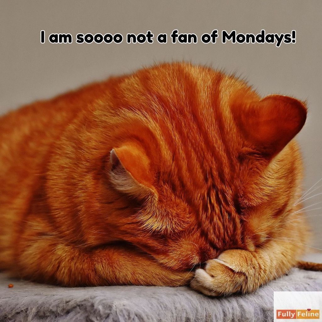 fullyfeline's tweet photo. Right there with you! #monday #mondayhate #ihatemondays #cat #orangecat #catstagram #instacat #catsofinstagram #ca… https://t.co/3rU6BAoiq4 https://t.co/D8acBrRbgP